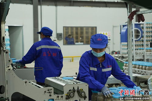 貴港港北區 食用菌生產邁向工廠化 產業升級煥發新活力